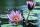 Purple Water Lily Flowers