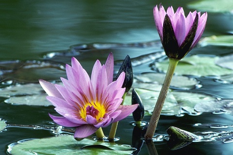 Purple Water Lily Flowers